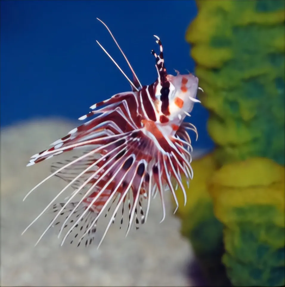 Opasna morska živa bića - prezentacija